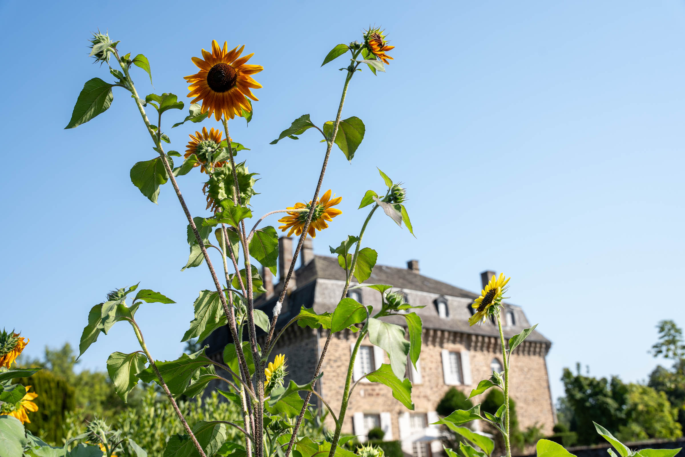 tournesol